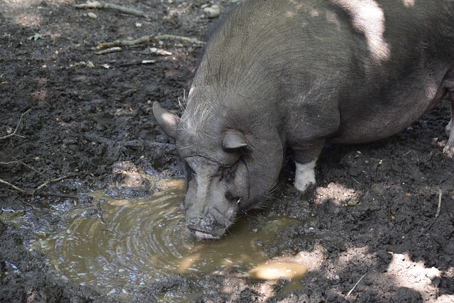 山东泰山面 山东泰山面