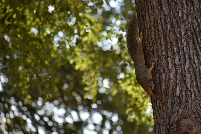 西部排名争 西部排名争