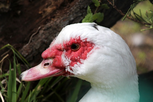 或许将让国 或许将让国